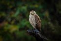 006 Noord Pantanal, wegbuizerd